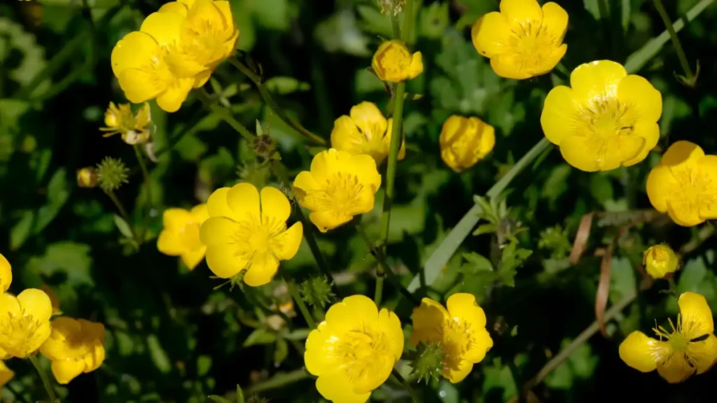 Creeping buttercup weed 