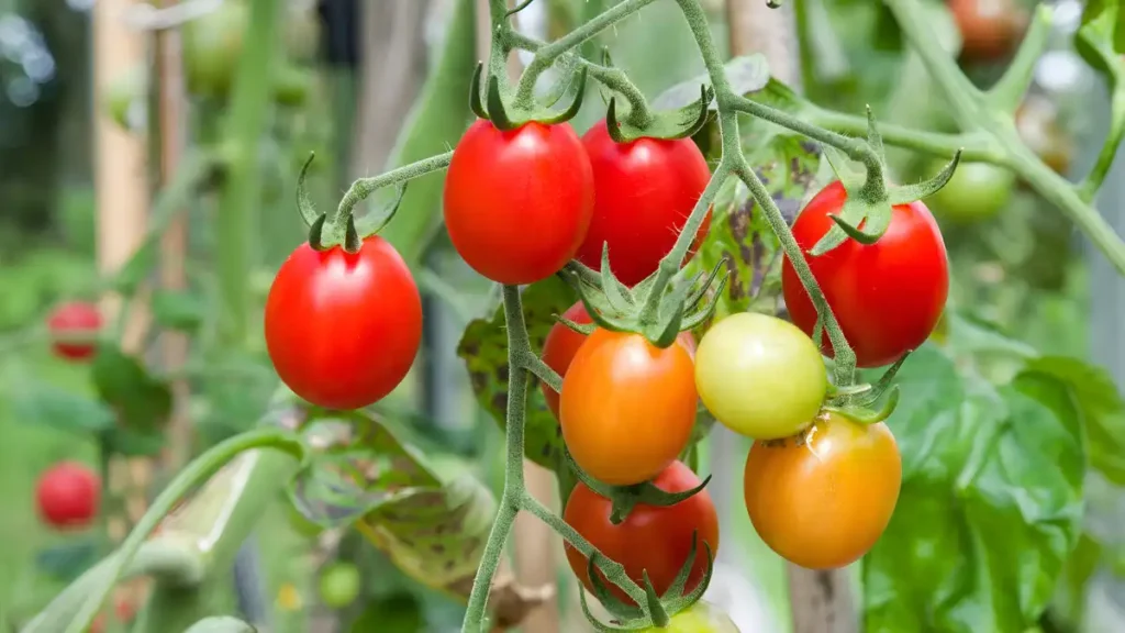 Dwarf tomato plants