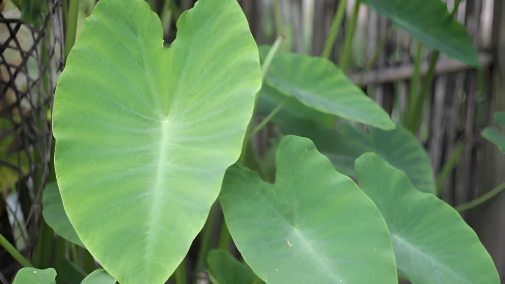 Elephant ear plant