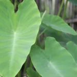 Elephant ear plant