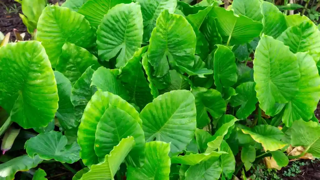 Elephant ear plants