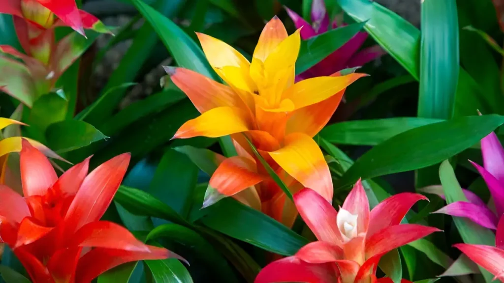 Guzmania plant