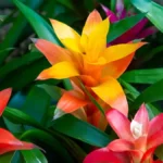 Guzmania plant
