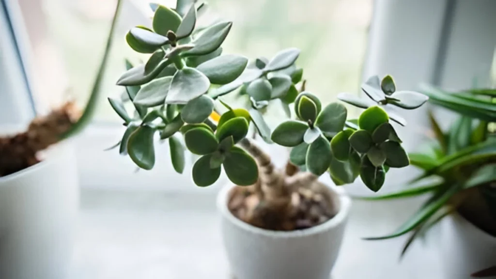 How to get rid of white spots on jade plant