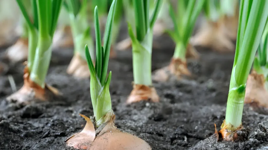 How to grow onions