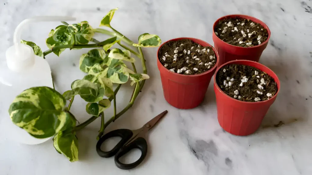 How to propagate pothos plants