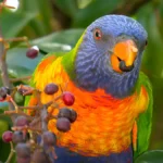 How to protect fruit trees from birds