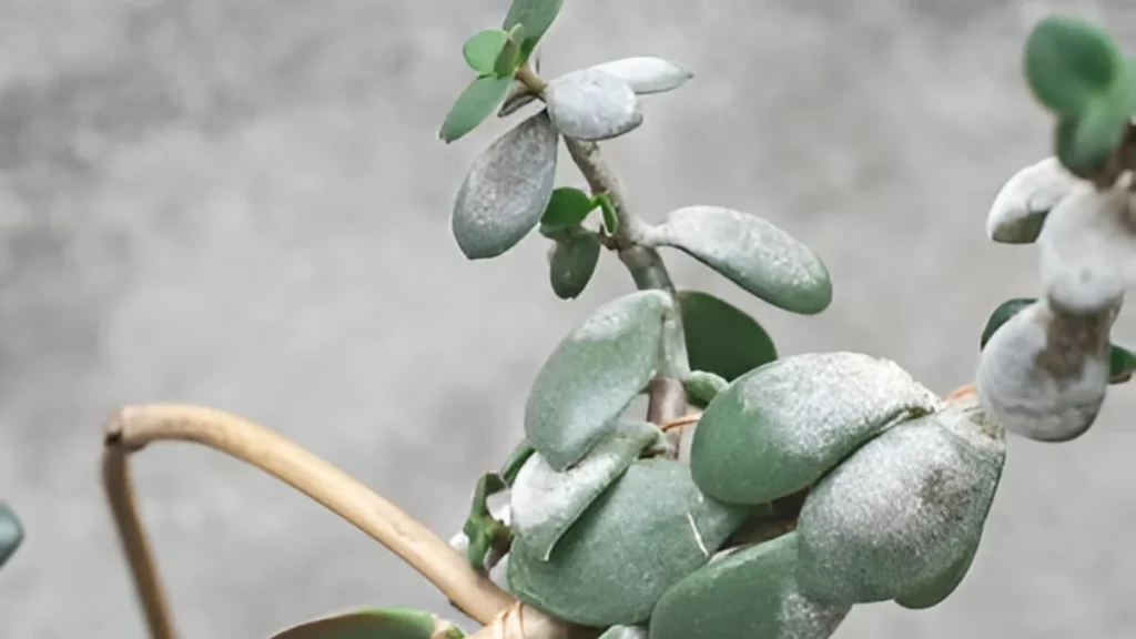 How to treat white spots on jade plant