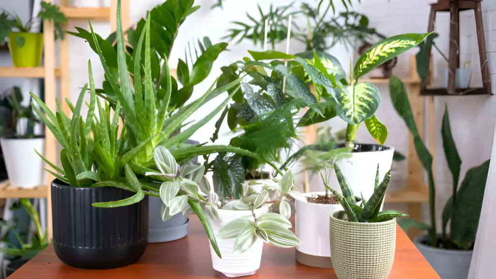 indoor plants for bright light