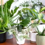 indoor plants for bright light