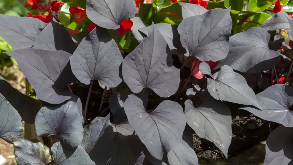 Ornamental sweet potato plant