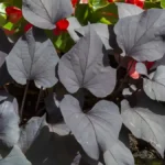 Ornamental sweet potato plant
