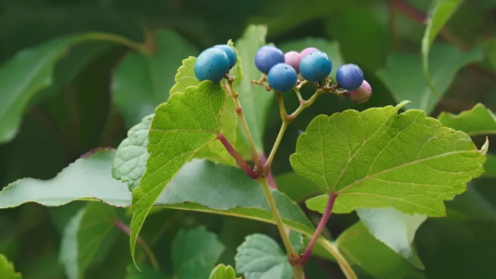 Peppervine plant