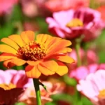 Plants that like heat and full sun