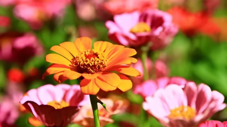 Plants that like heat and full sun