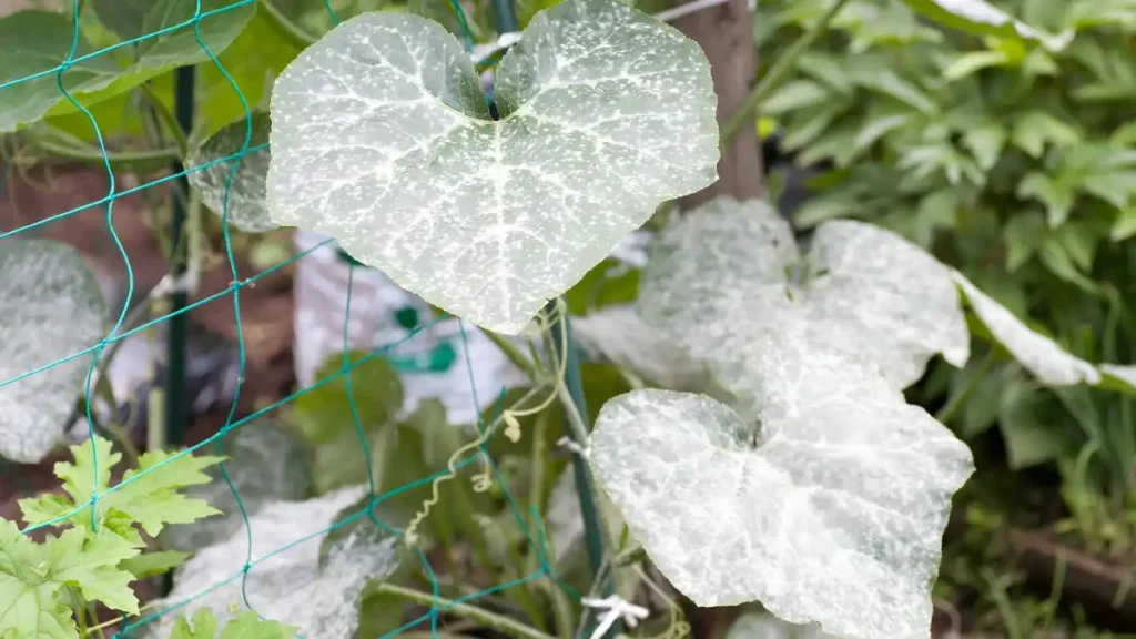 Powdery mildew on plants