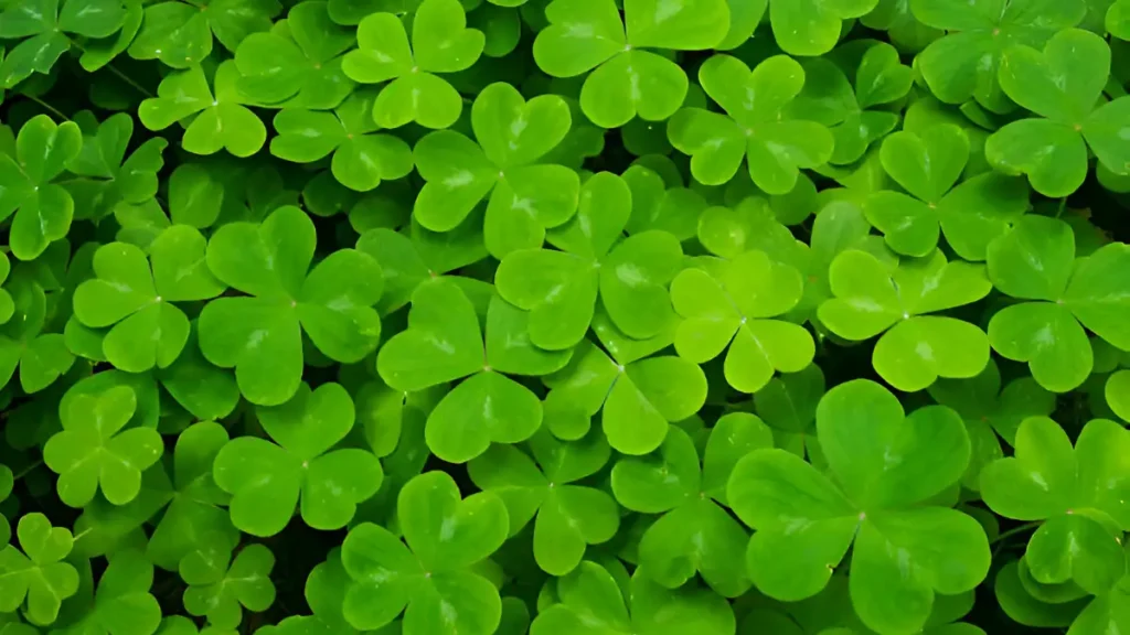 Shamrock plant