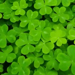 Shamrock plant