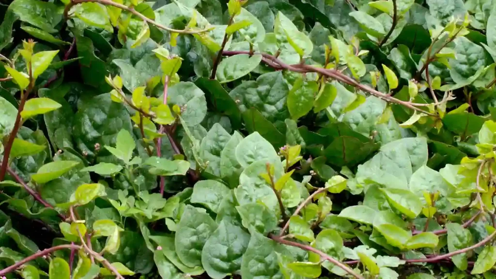 Summer spinach varieties