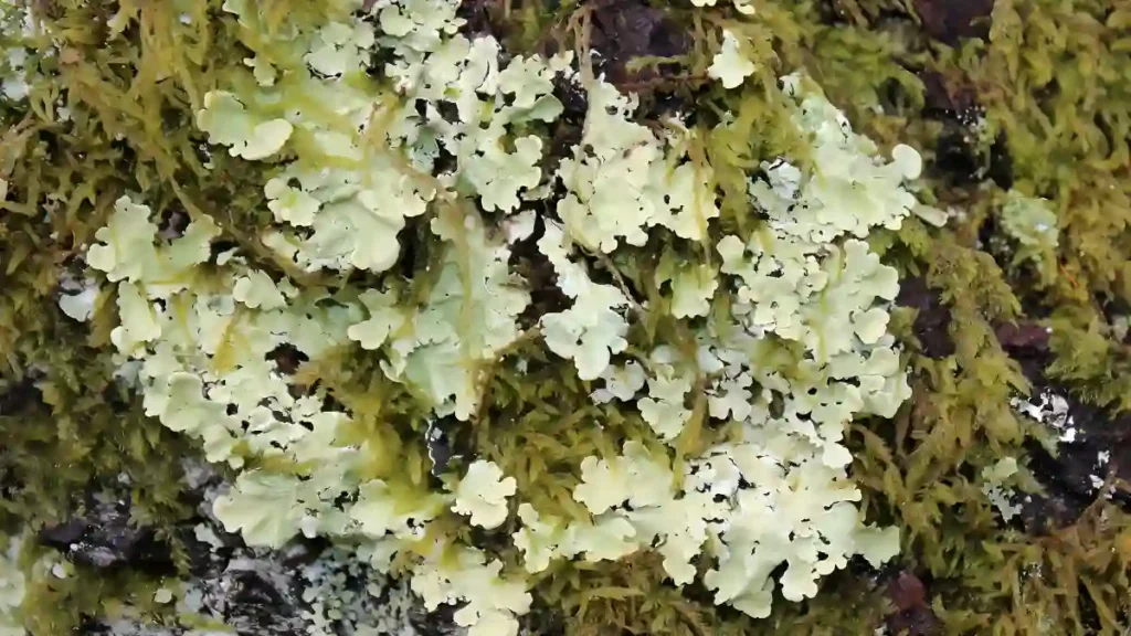 Tree lichen identification