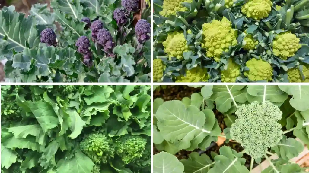 Types of broccoli and their names