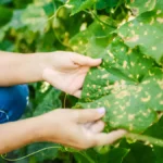 Vegetable garden diseases pictures