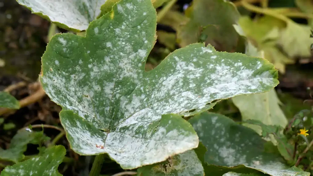 White pumpkin leaves