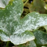 White pumpkin leaves