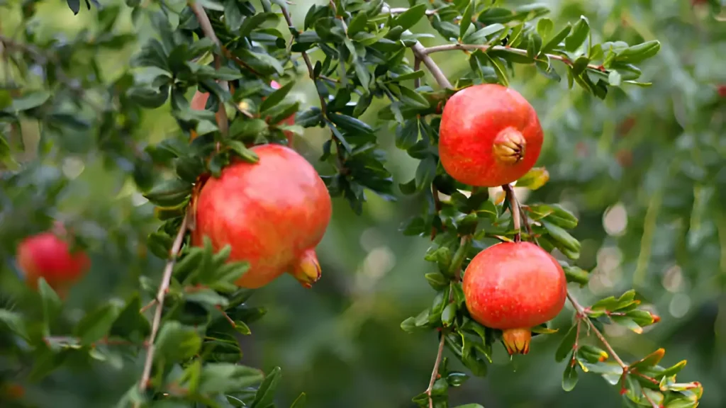 Drought tolerant fruit trees