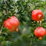 Drought tolerant fruit trees