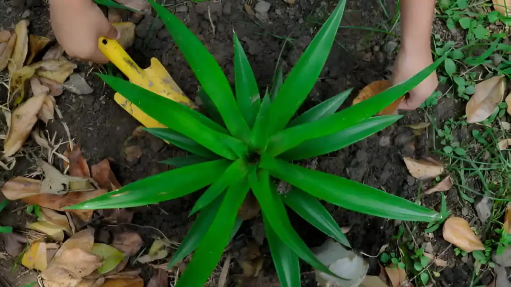 How to grow a pineapple plant