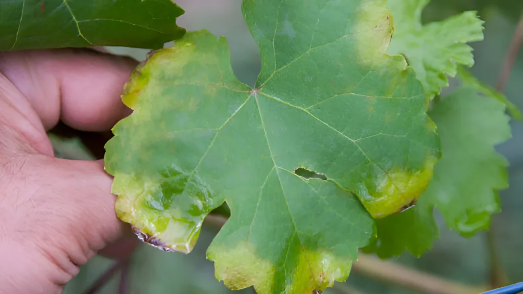 Downy mildew