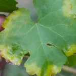 Downy mildew