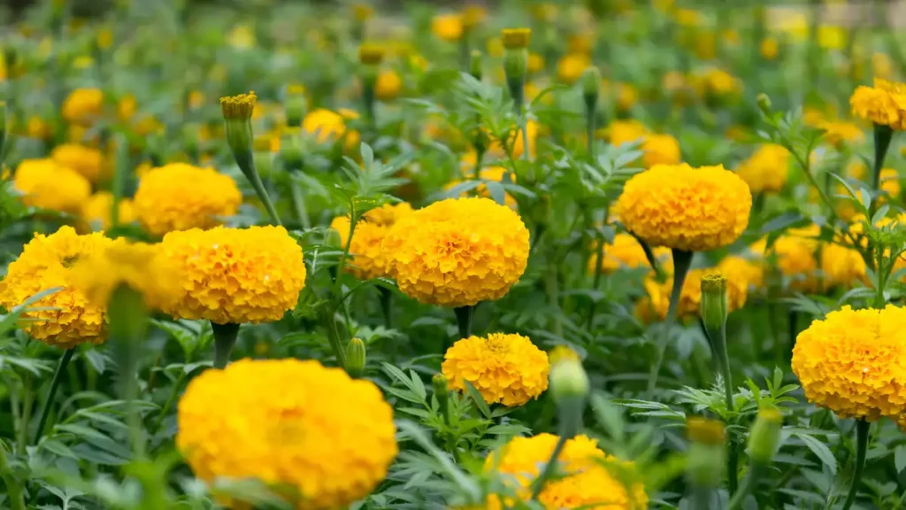 Flowers to plant in august