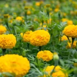 Flowers to plant in august