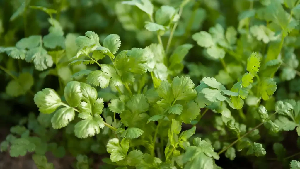 Growing cilantro