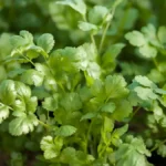 Growing cilantro