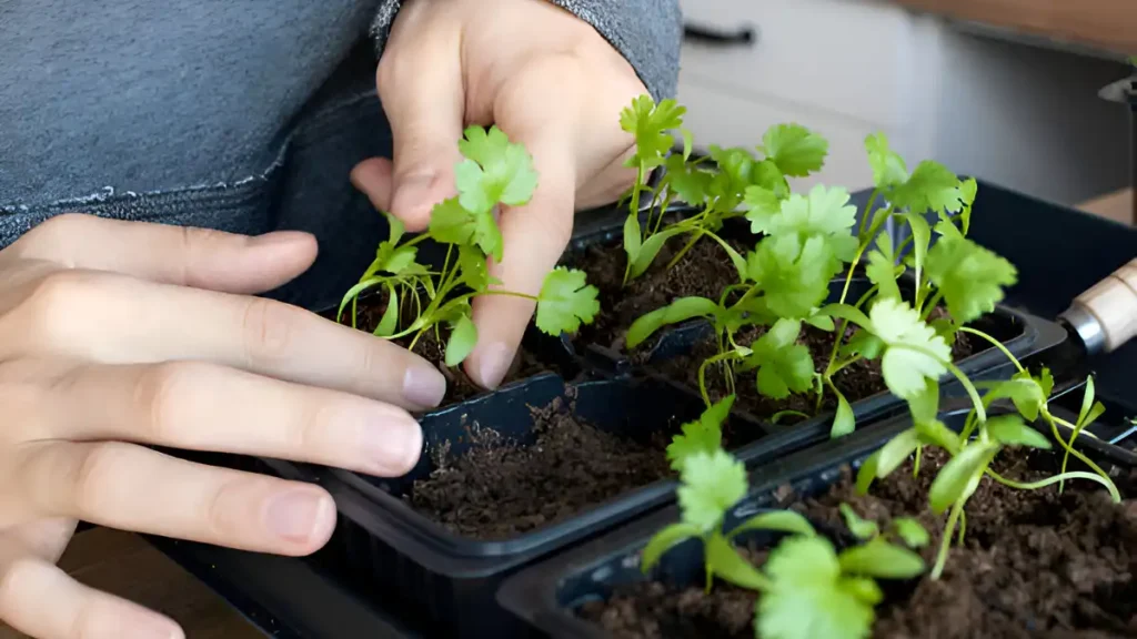 Growing cilantro from cuttings