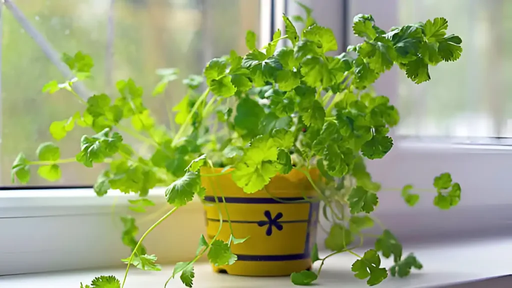 Growing cilantro indoors