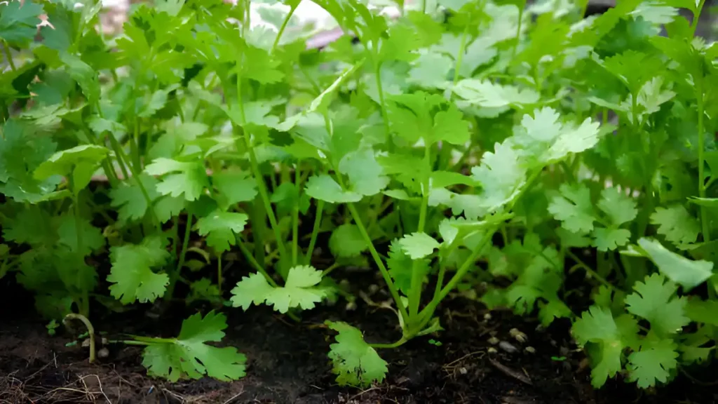 Growing cilantro outdoors