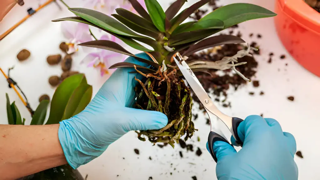 How to propagate orchids from cuttings