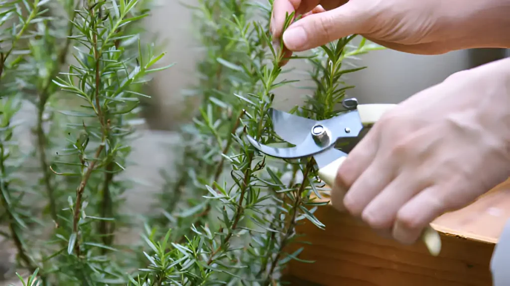 How to prune rosemary