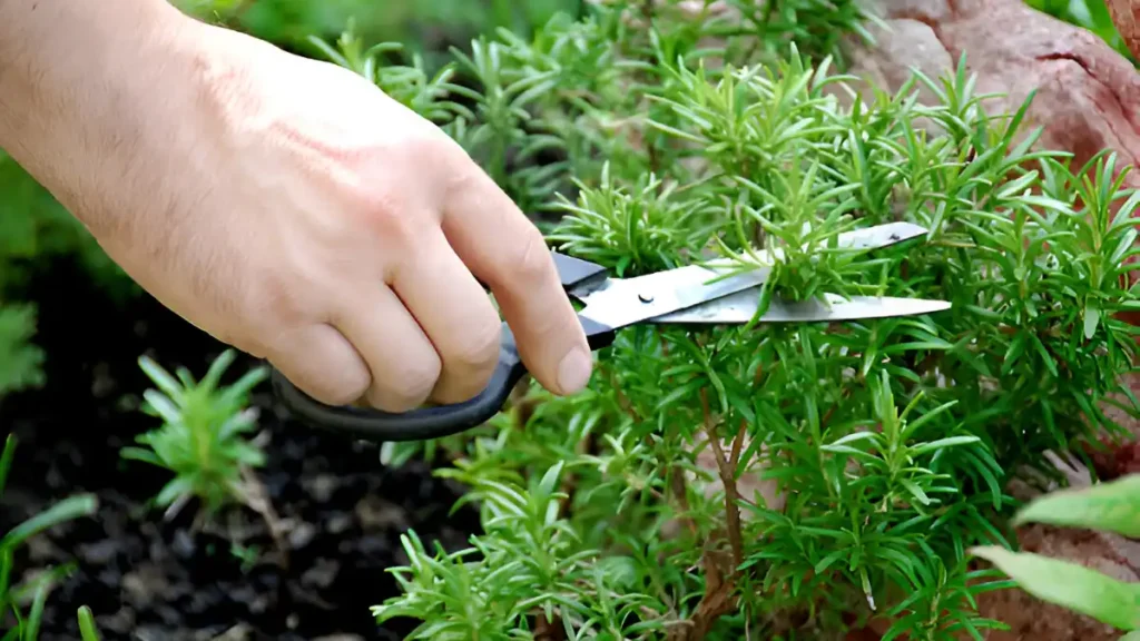 How to prune rosemary bush