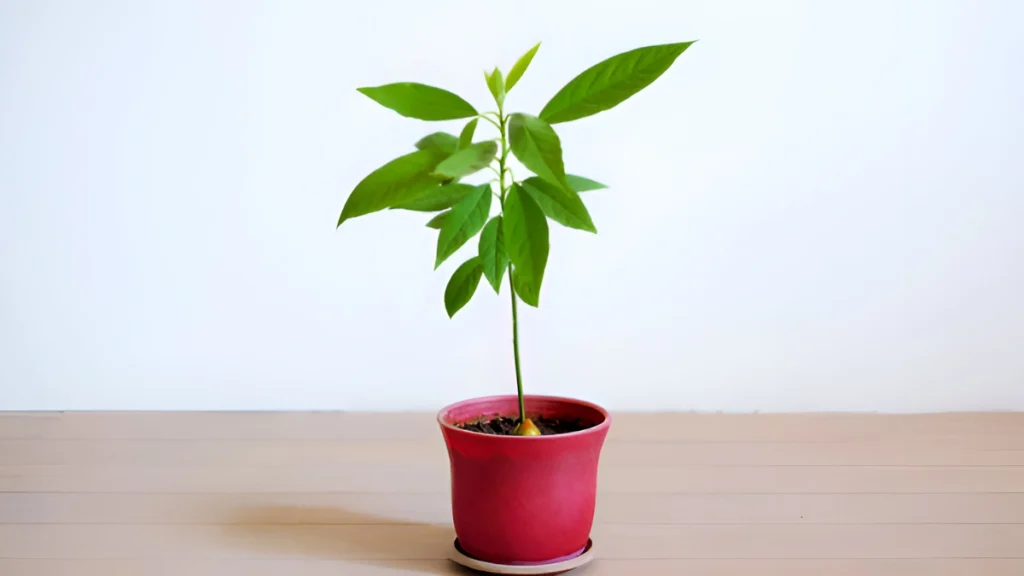 Indoor avocado tree