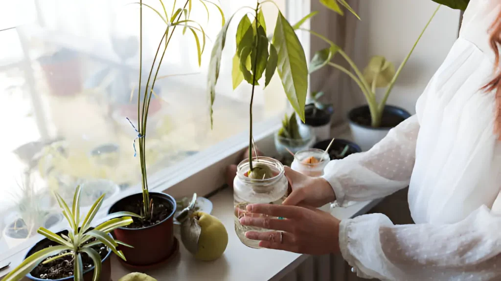 Indoor avocado tree care 