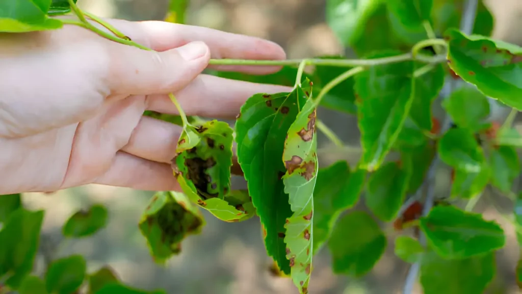 Leaf spot