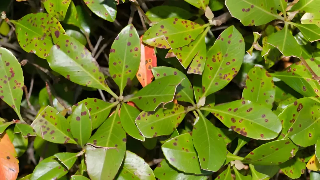 Leaf spot disease