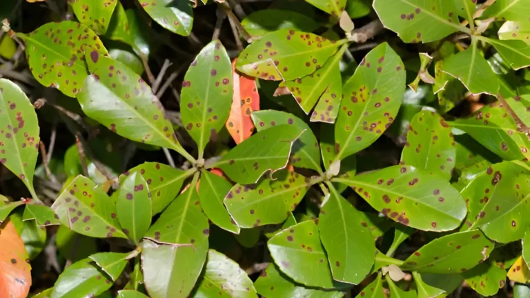 Leaf spot disease: Best Remedies & Prevention Tips Leaf spot disease