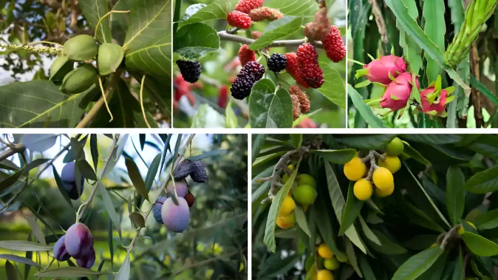 Most drought tolerant fruit trees