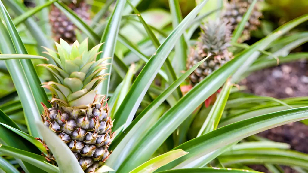 Pineapple plant